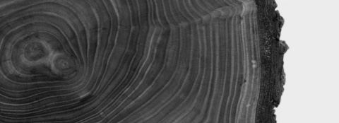 Black-and-white close-up of a tree stump, showing the rings. Black-and-white close-up of a tree stump, showing the rings.